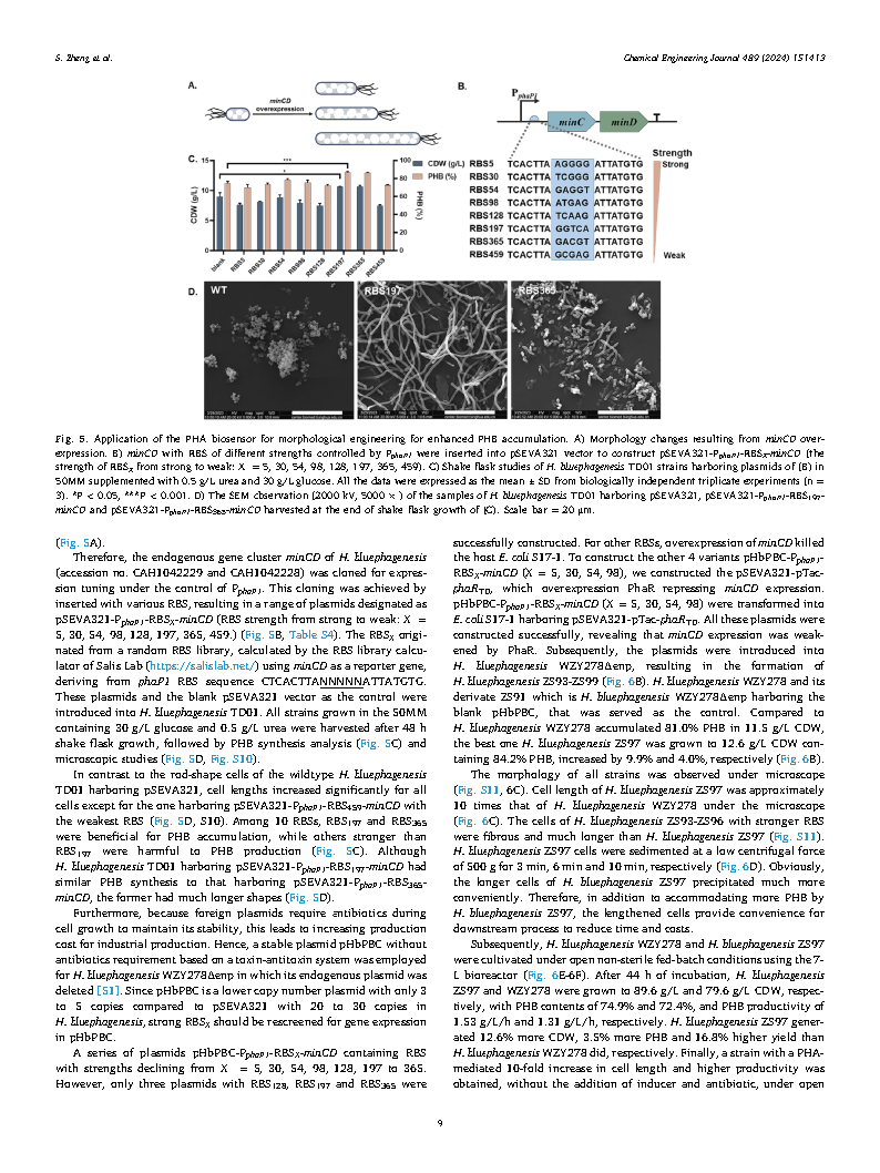 Shuang ZhengA self-stimulating system based on a polyhydroxyalkanoates coupled Page9