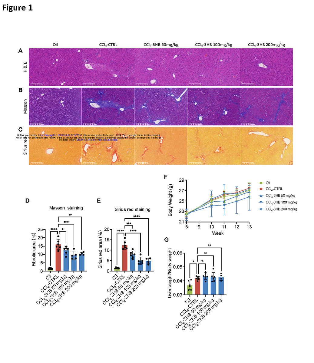 Yudian ZhangKetone body 3-hydroxybutyrate alleviates CCl4-induced liver fibrosis in Page12