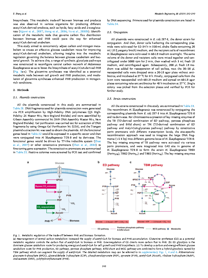 Zhongnan ZhangEngineering Halomonas bluephagenesis for synthesis of polyhydroxybutyrate Page2