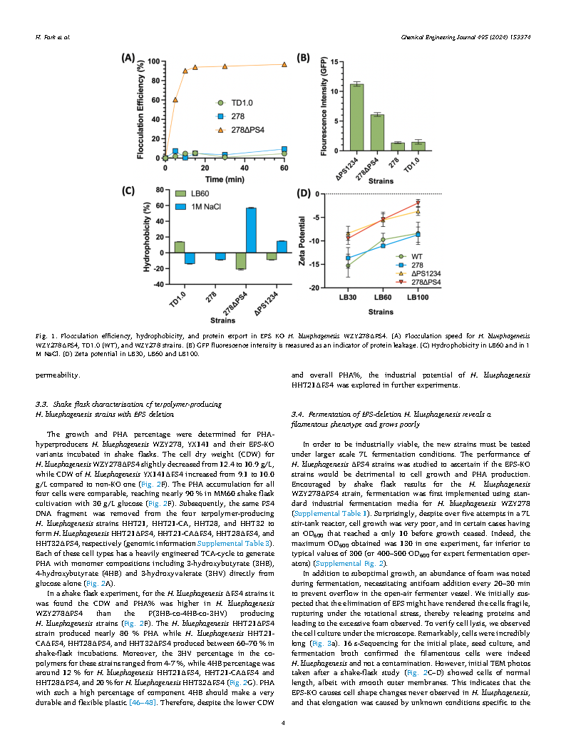 Helen ParkEngineering EPS in Halomonas bluephagenesis leads to self-flocculation and filamentation for convenient downstream processing Page4