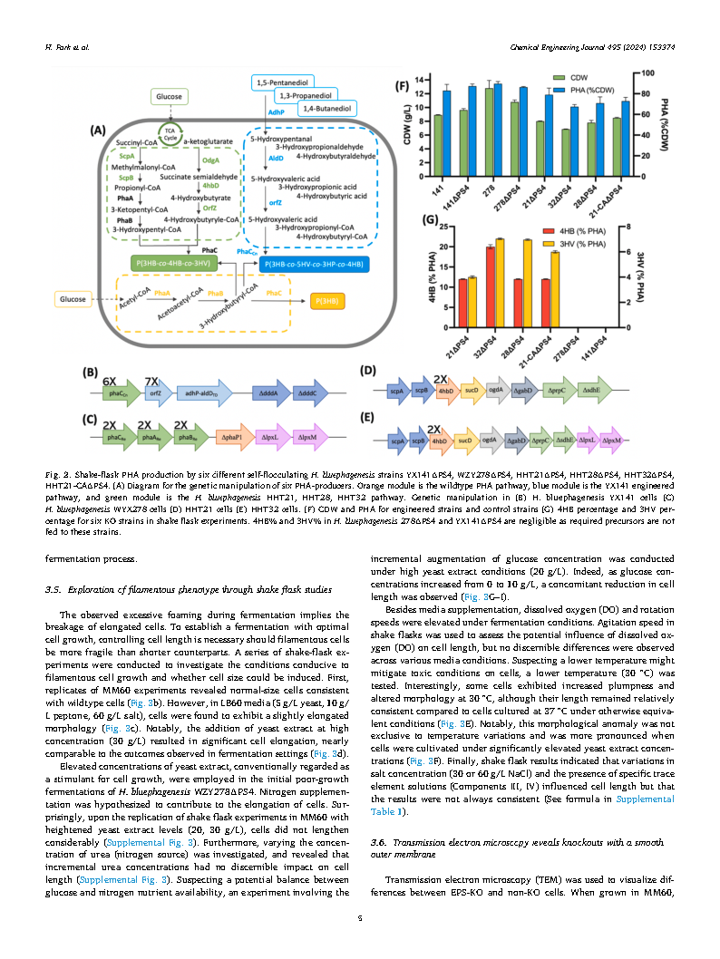 Helen ParkEngineering EPS in Halomonas bluephagenesis leads to self-flocculation and filamentation for convenient downstream processing Page5