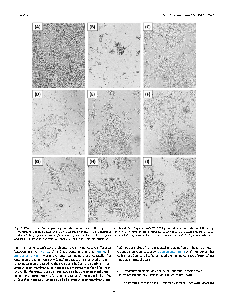 Helen ParkEngineering EPS in Halomonas bluephagenesis leads to self-flocculation and filamentation for convenient downstream processing Page6