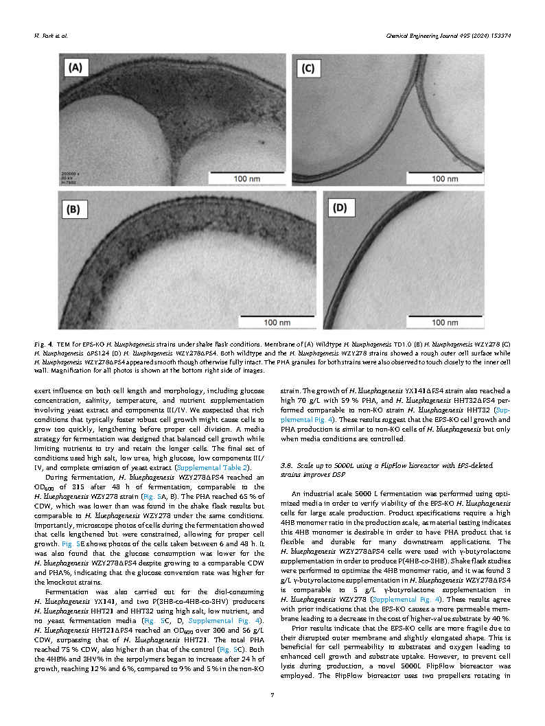 Helen ParkEngineering EPS in Halomonas bluephagenesis leads to self-flocculation and filamentation for convenient downstream processing Page7