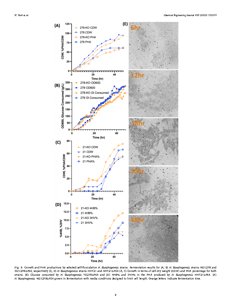 Helen ParkEngineering EPS in Halomonas bluephagenesis leads to self-flocculation and filamentation for convenient downstream processing Page8