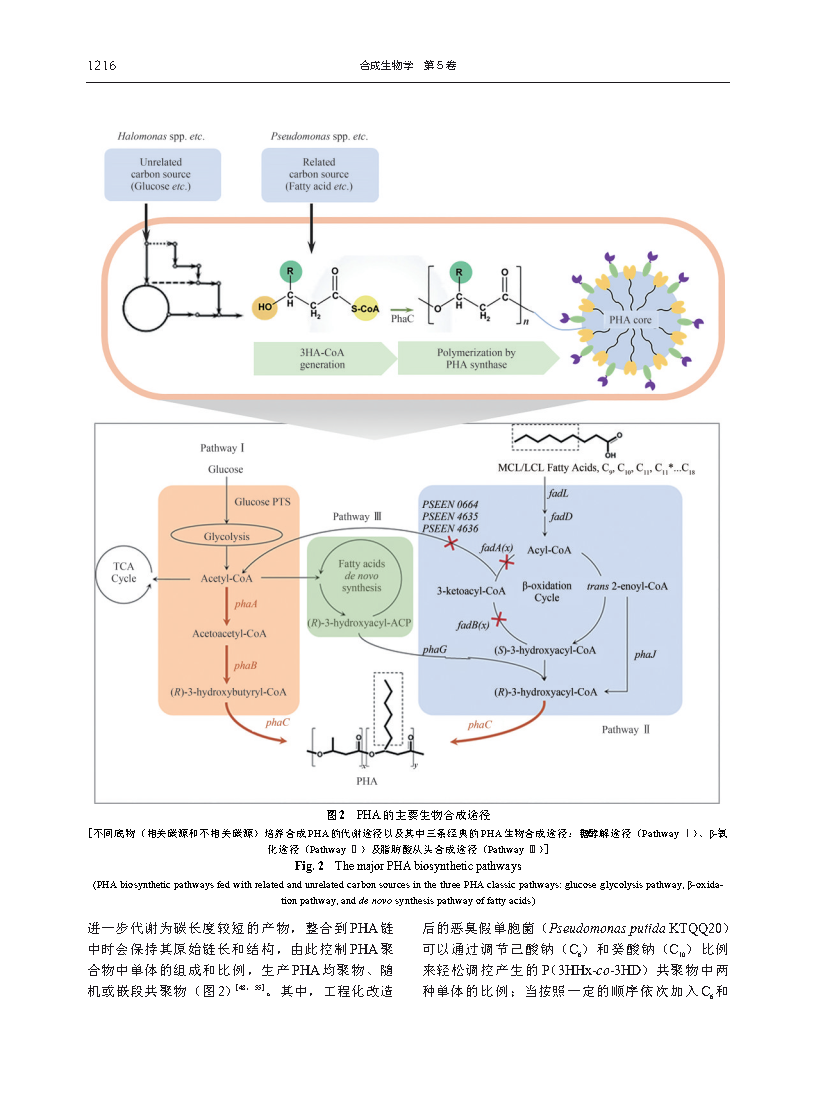 Guoqiang ChenReprogramming microbial chassis for low-cost bioprodcution of tailor-made polyhydroxyalkanoates Page6
