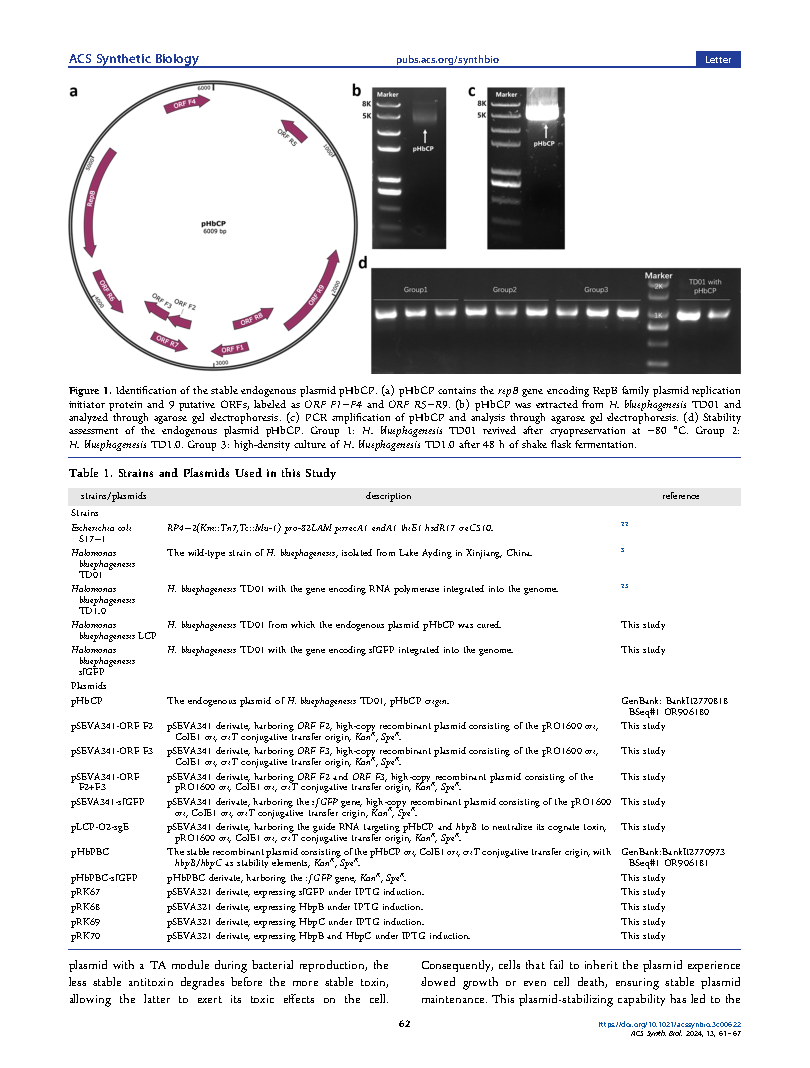 Kang RenConstruction of a Stable Expression System Based on the Page2