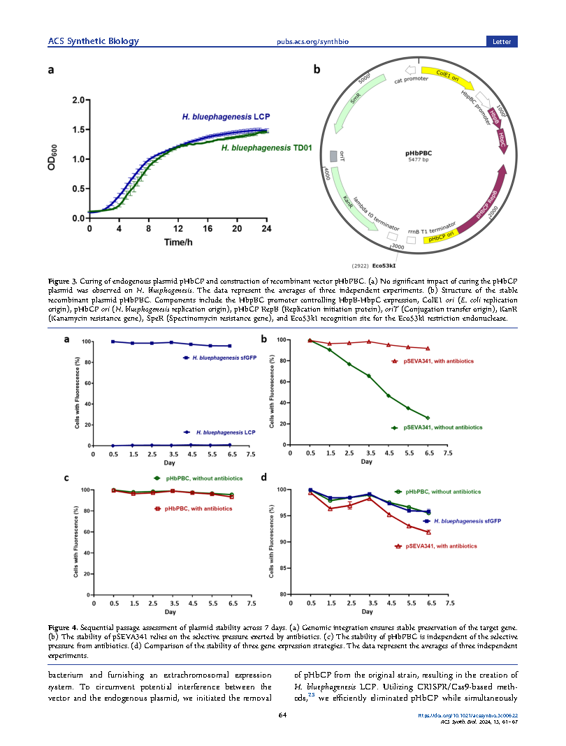 Kang RenConstruction of a Stable Expression System Based on the Page4