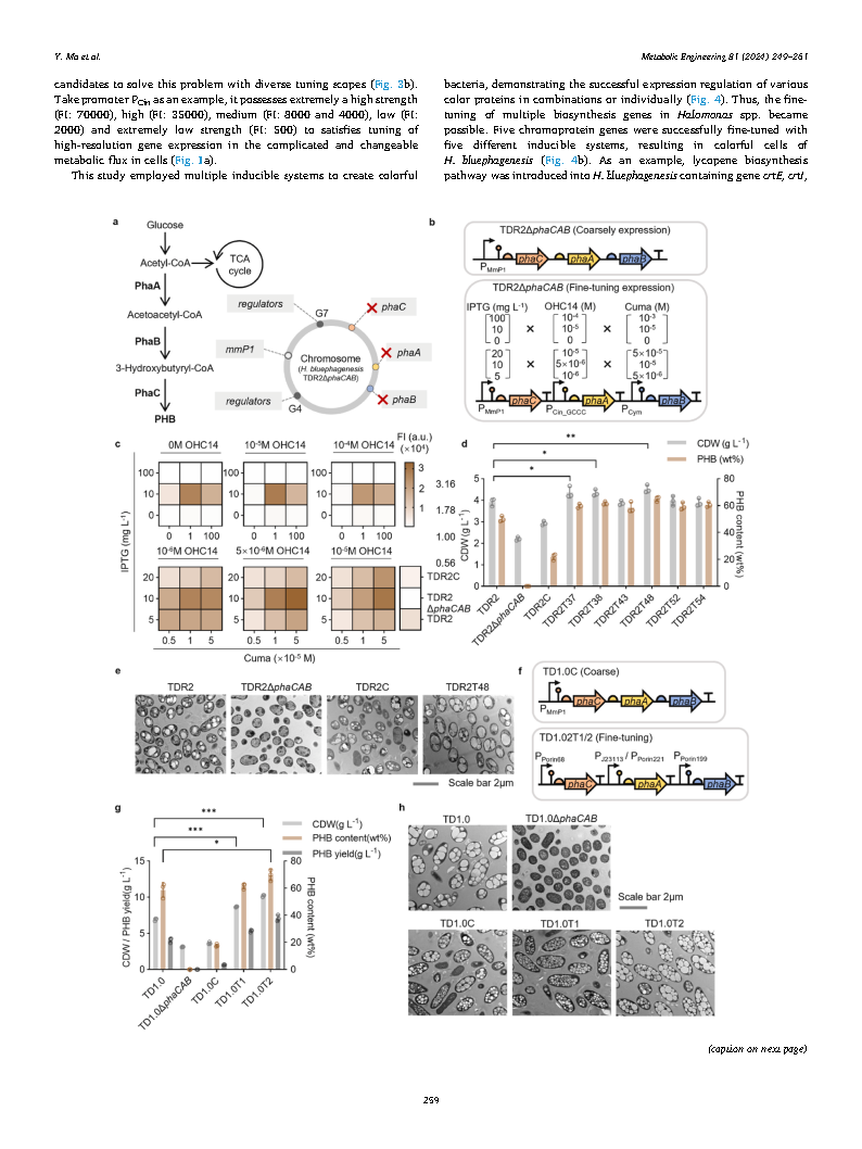 Yueyuan MaFlux optimization using multiple promoters Page11