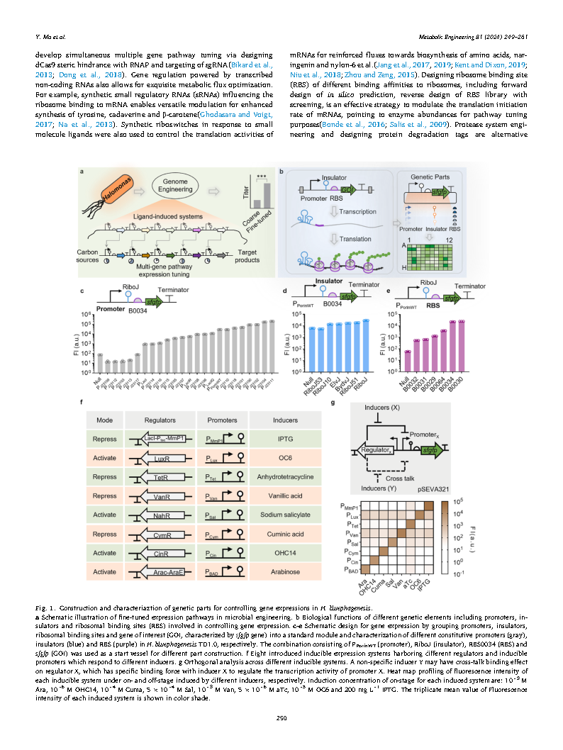 Yueyuan MaFlux optimization using multiple promoters Page2