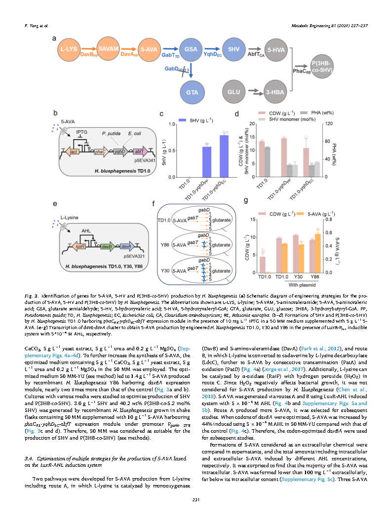 Fang YangMetabolic engineering of Halomonas bluephagenesis for production of five Page5