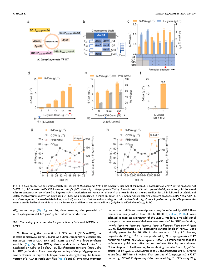 Fang YangMetabolic engineering of Halomonas bluephagenesis for production of five Page8