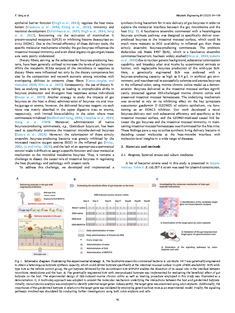 Xu GongMetabolic engineering of commensal bacteria for gut butyrate delivery  Page2