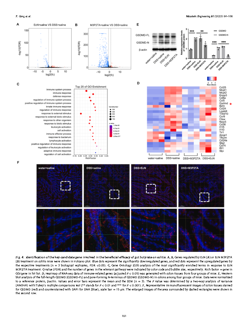 Xu GongMetabolic engineering of commensal bacteria for gut butyrate delivery  Page8