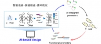 人工智能与合成生物学交叉研究取得重要进展：全新启动子的智能设计