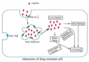 邓海腾研究组在《Molecular &amp; Cellular Proteomics》上发表论文阐述卵巢癌细胞的耐药机制。